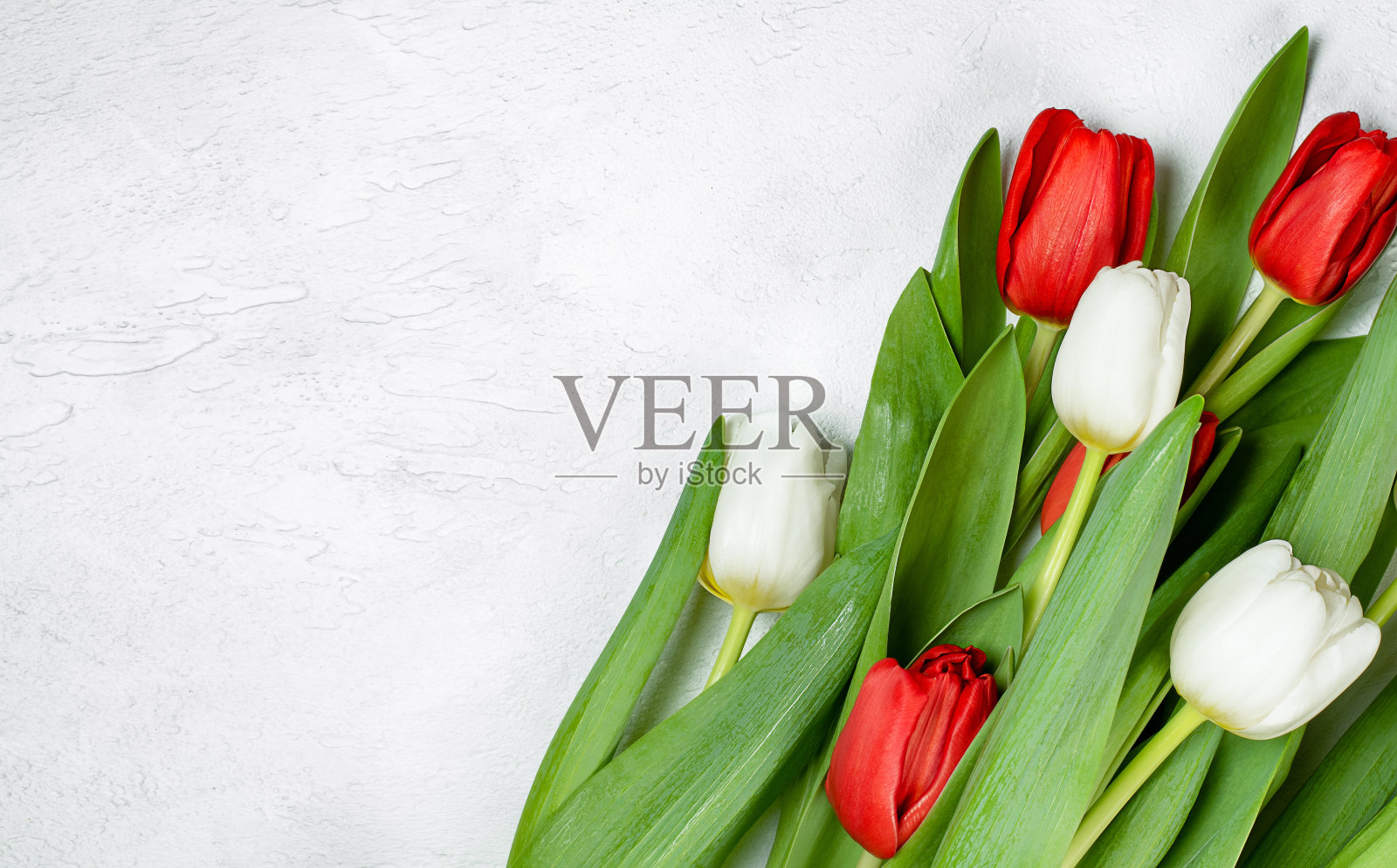 白色和红色郁金香的芳香照片摄影图片