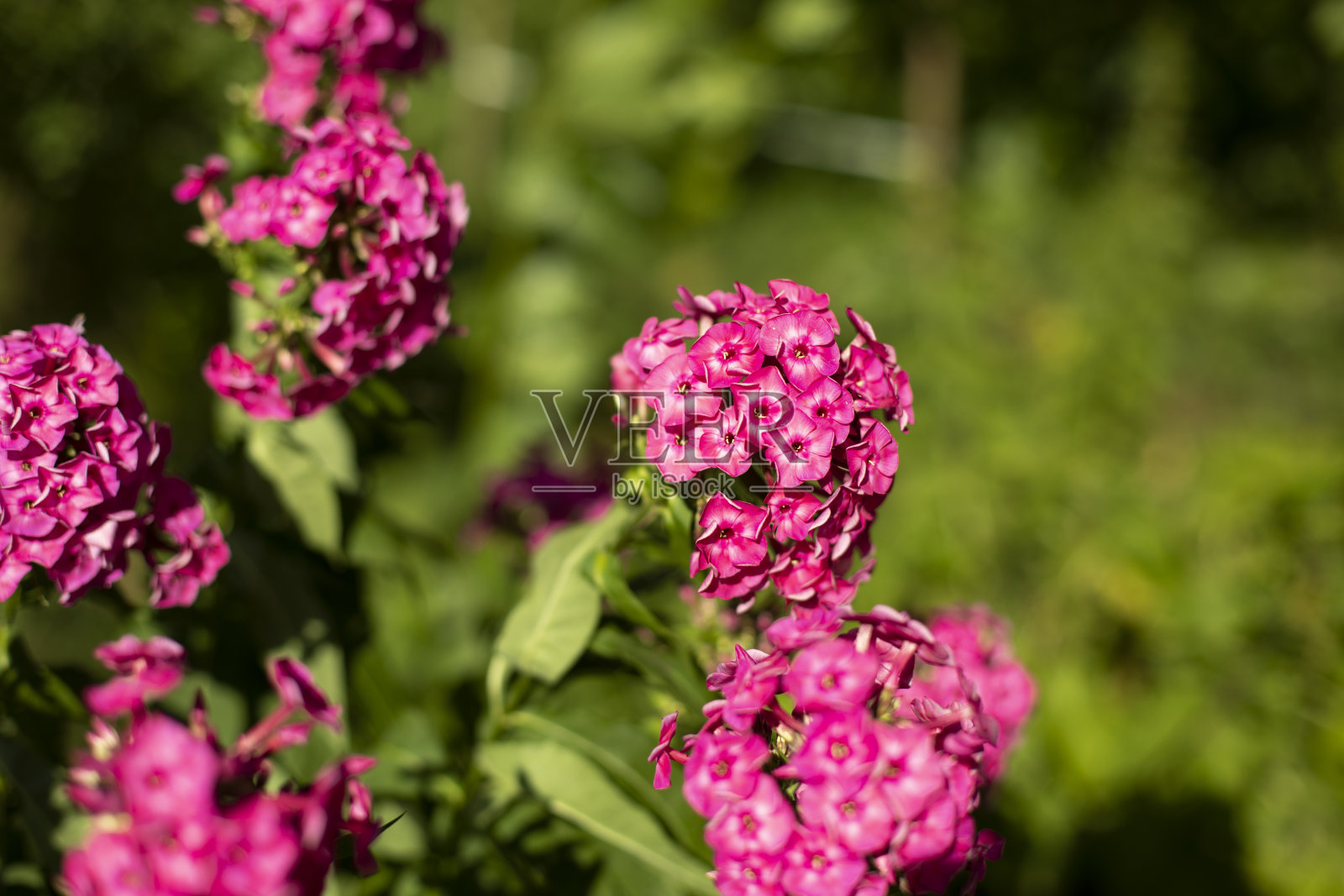 花园里有粉红色的花。植物在夏天。照片摄影图片