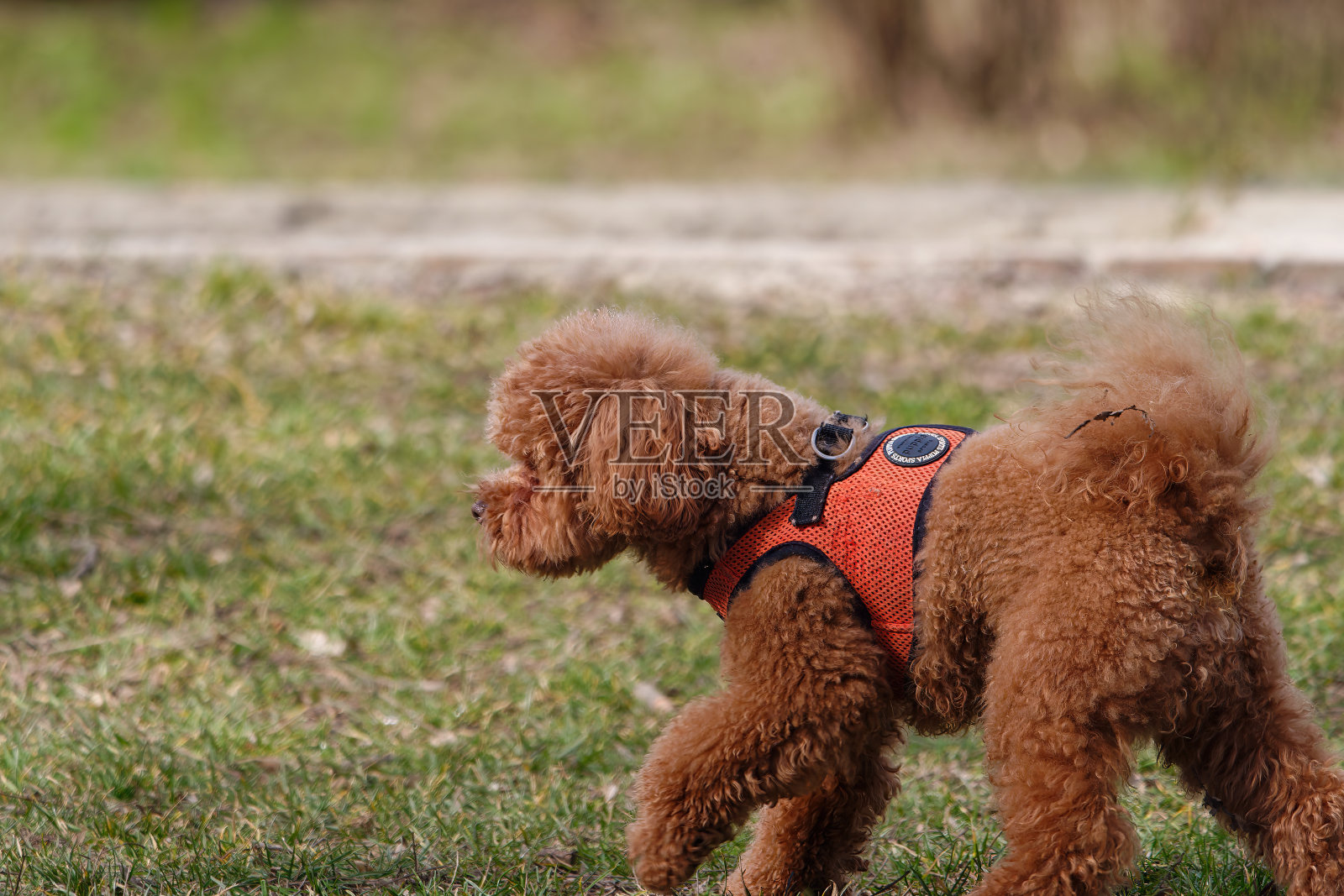 一个可爱的玩具狮子狗在户外散步的侧面照片，背景模糊照片摄影图片