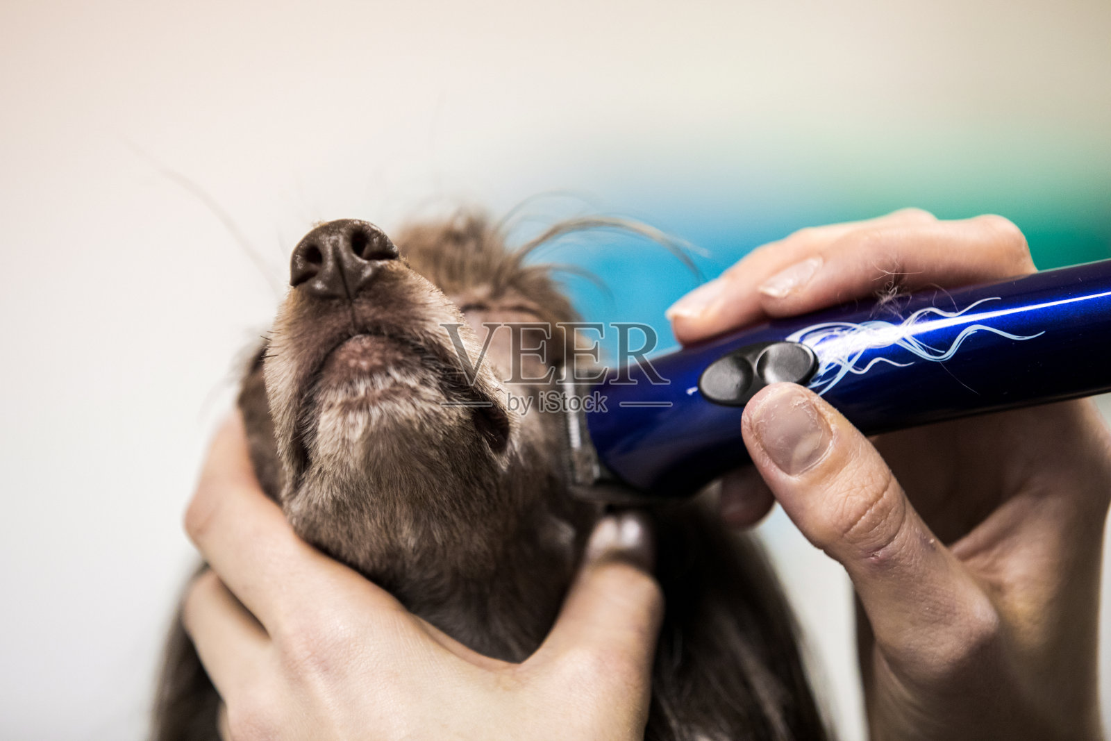 用电动剃须刀剃须的中国冠毛犬的头部特写照片摄影图片