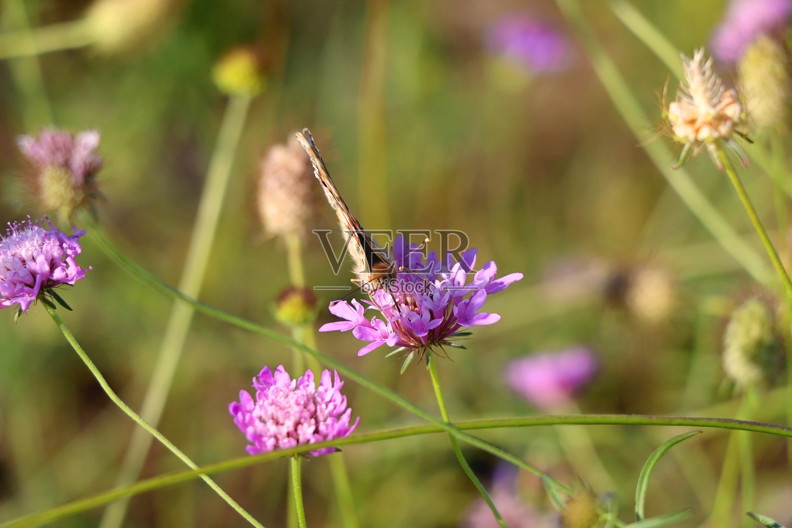 画蝴蝶夫人照片摄影图片