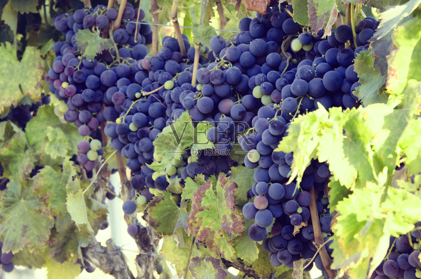 葡萄园里一串串的红葡萄照片摄影图片