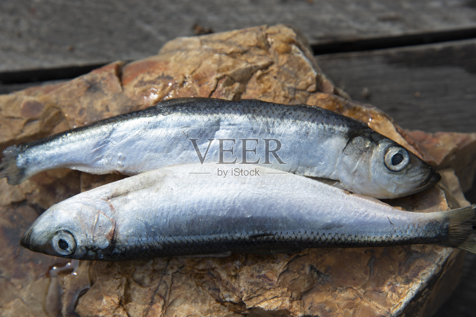 两条生鱼躺在一块岩石上，它们的头朝向不同的方向。双鱼座的象征。照片摄影图片