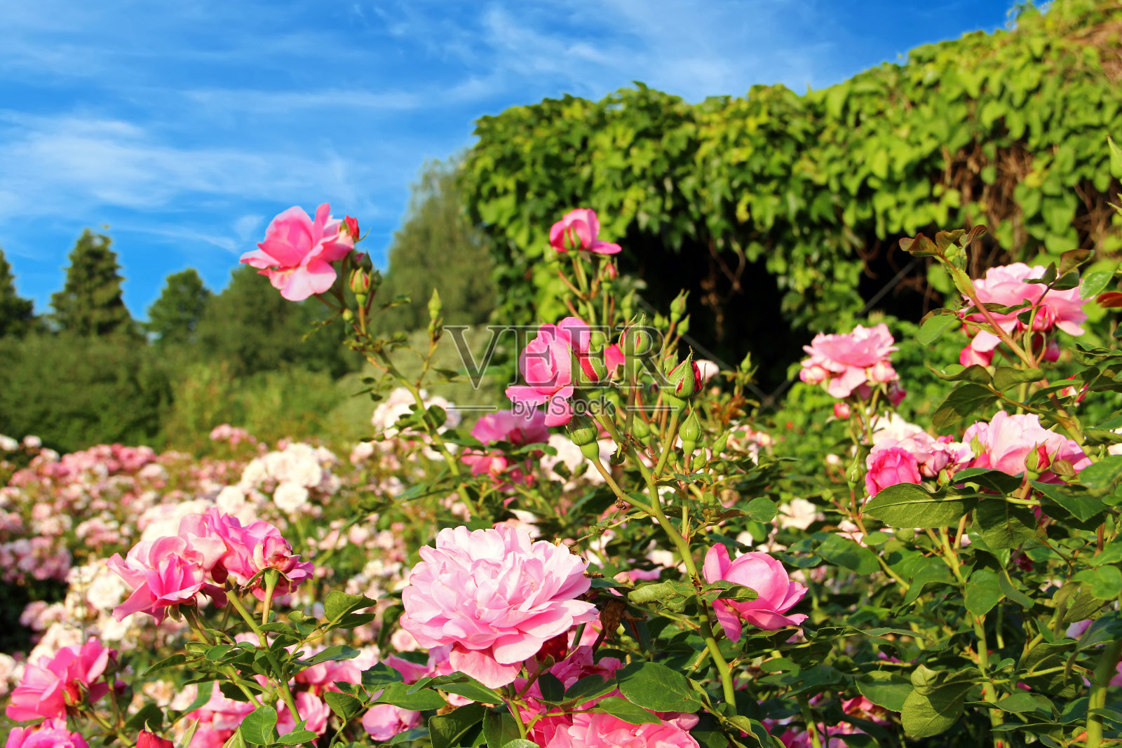玫瑰花园照片摄影图片