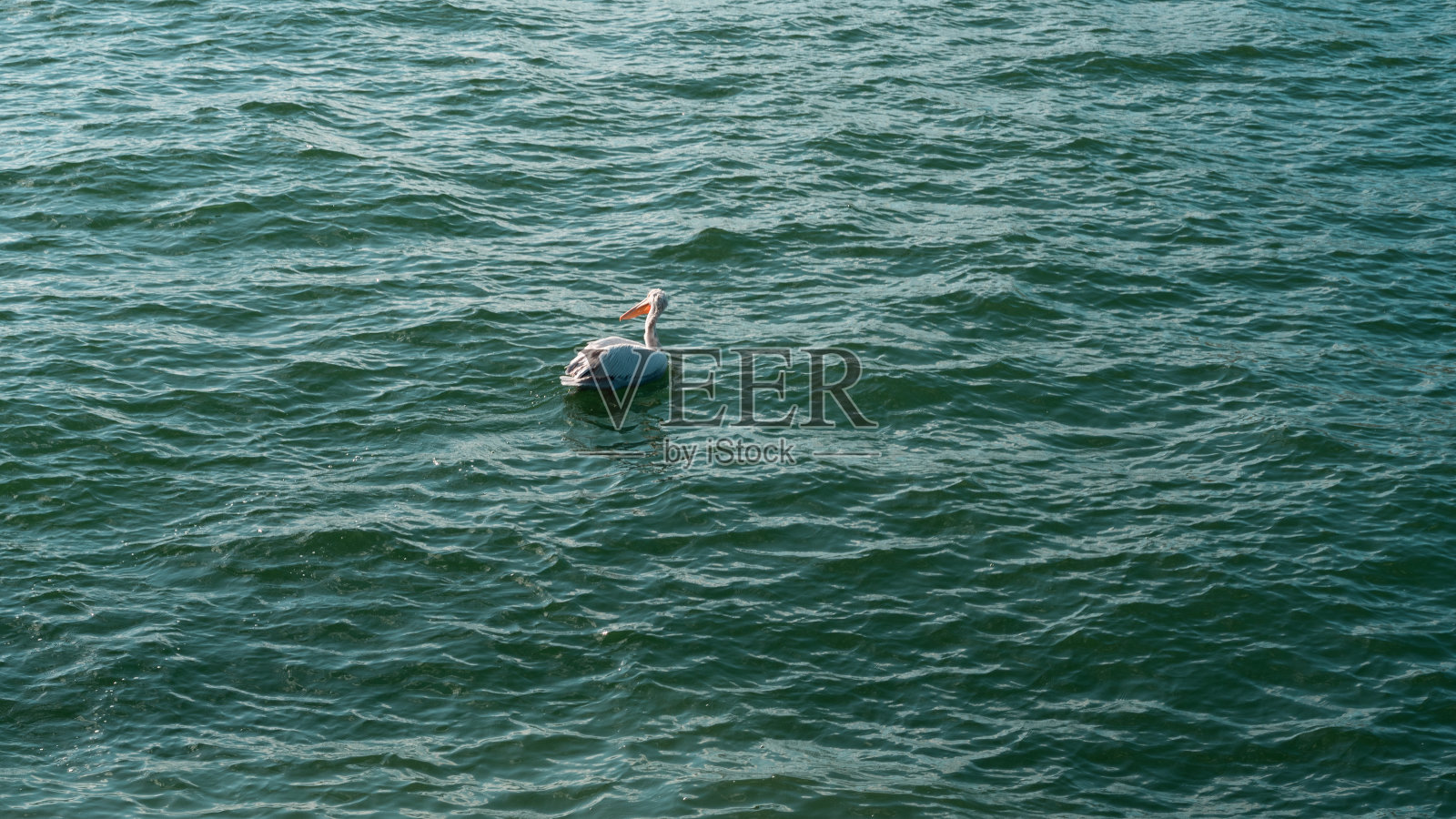 鹈鹕在水里游泳，爱琴海İzmir土耳其照片摄影图片