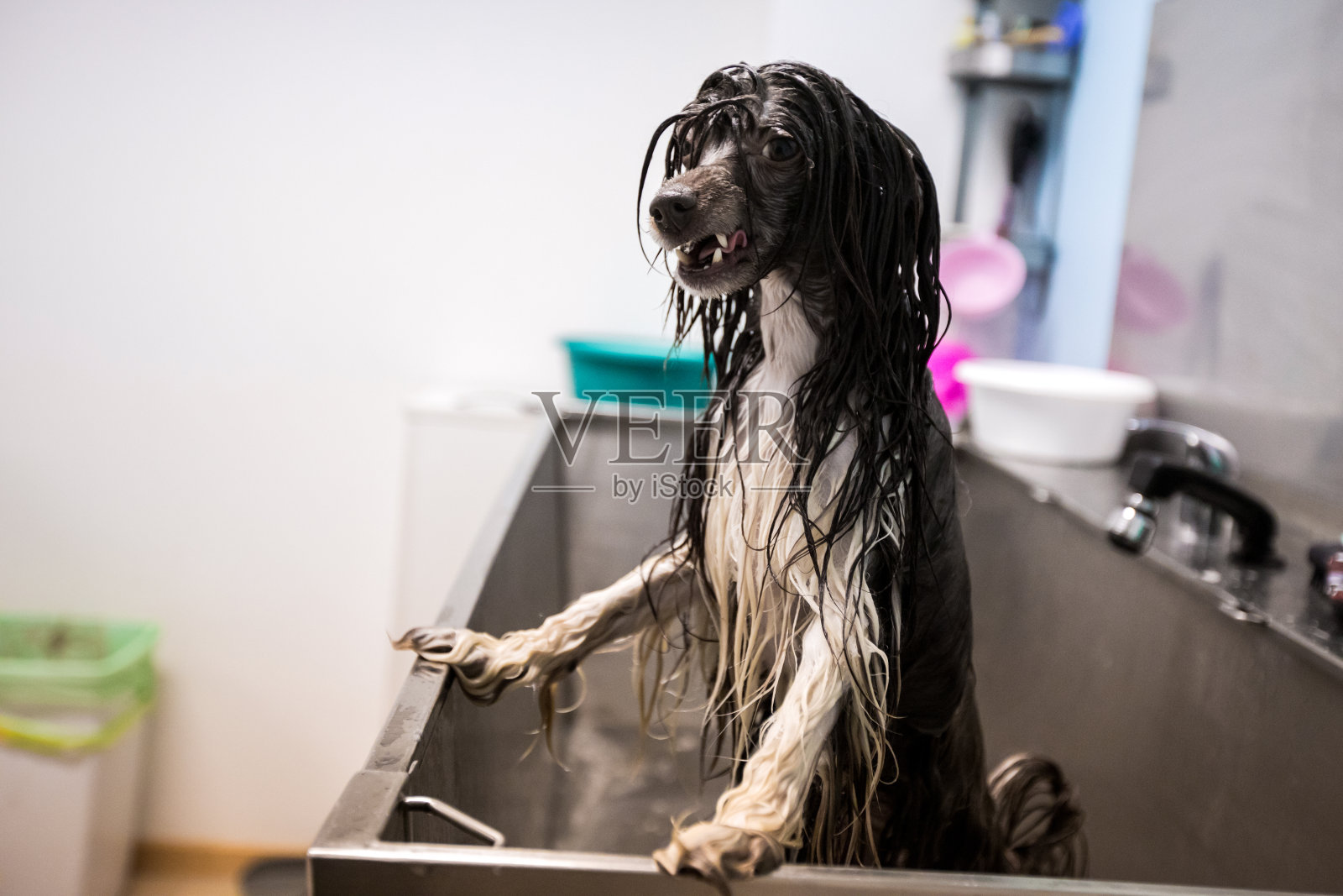 湿狗在宠物美容沙龙的浴缸里等待照片摄影图片