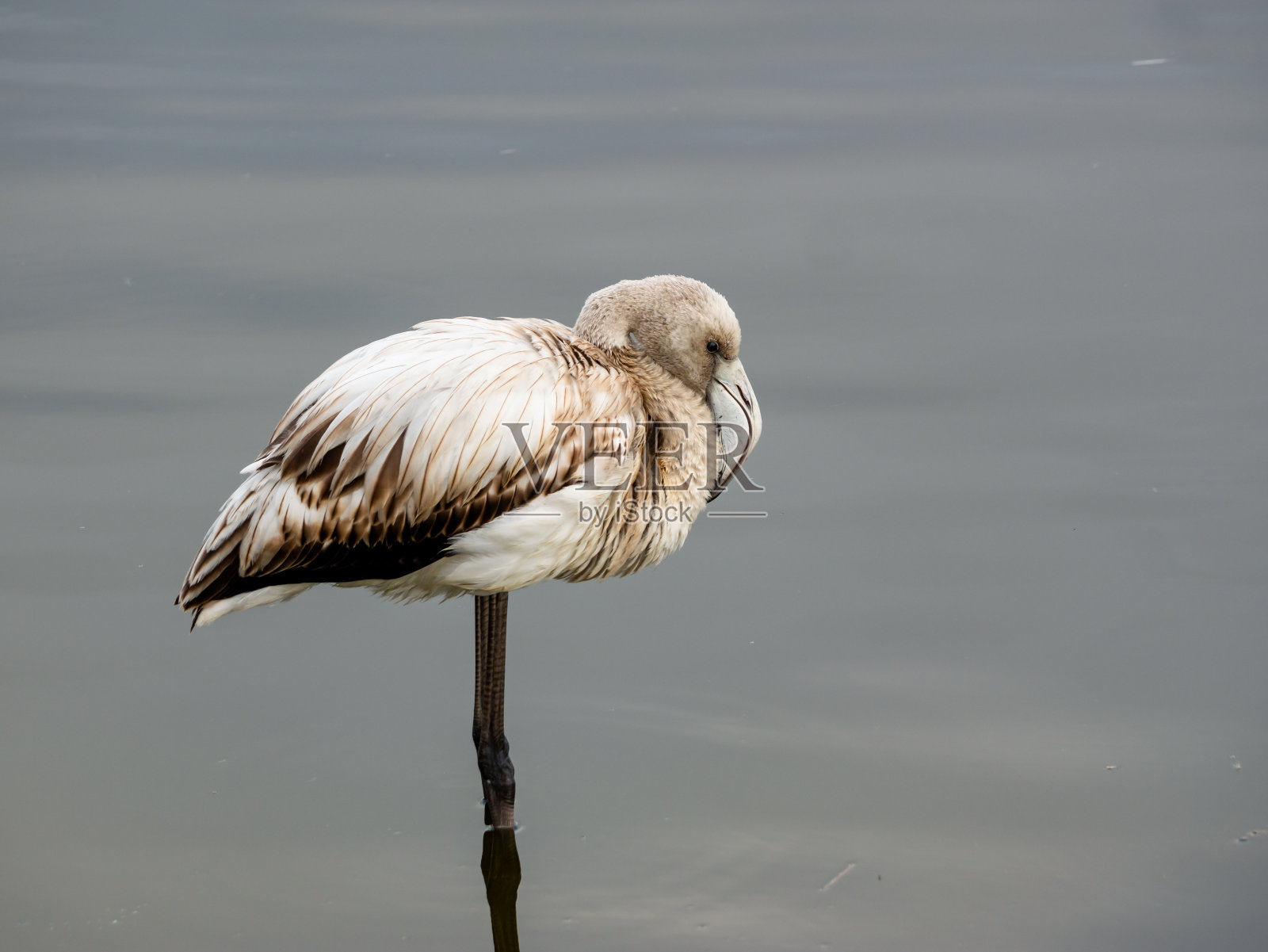 一只只火烈鸟，侧身伫立在浅水中照片摄影图片