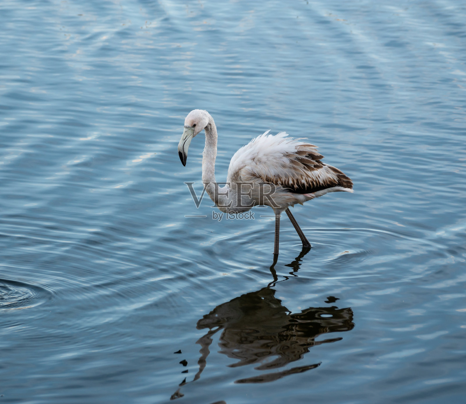 一只只火烈鸟，侧身伫立在浅水中照片摄影图片