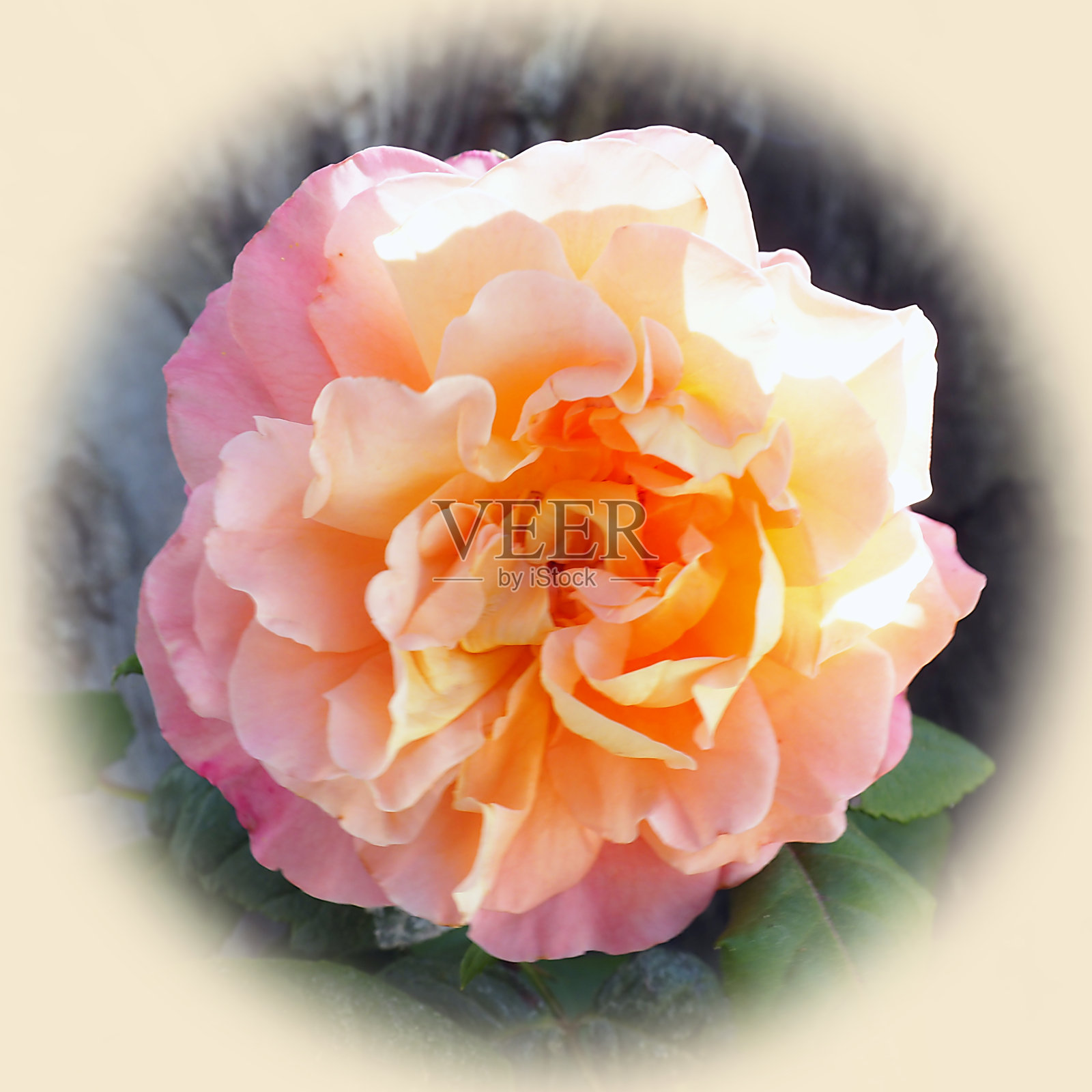 玫瑰，花中的皇后，是一种花，根据它的颜色，可以有不同的含义照片摄影图片