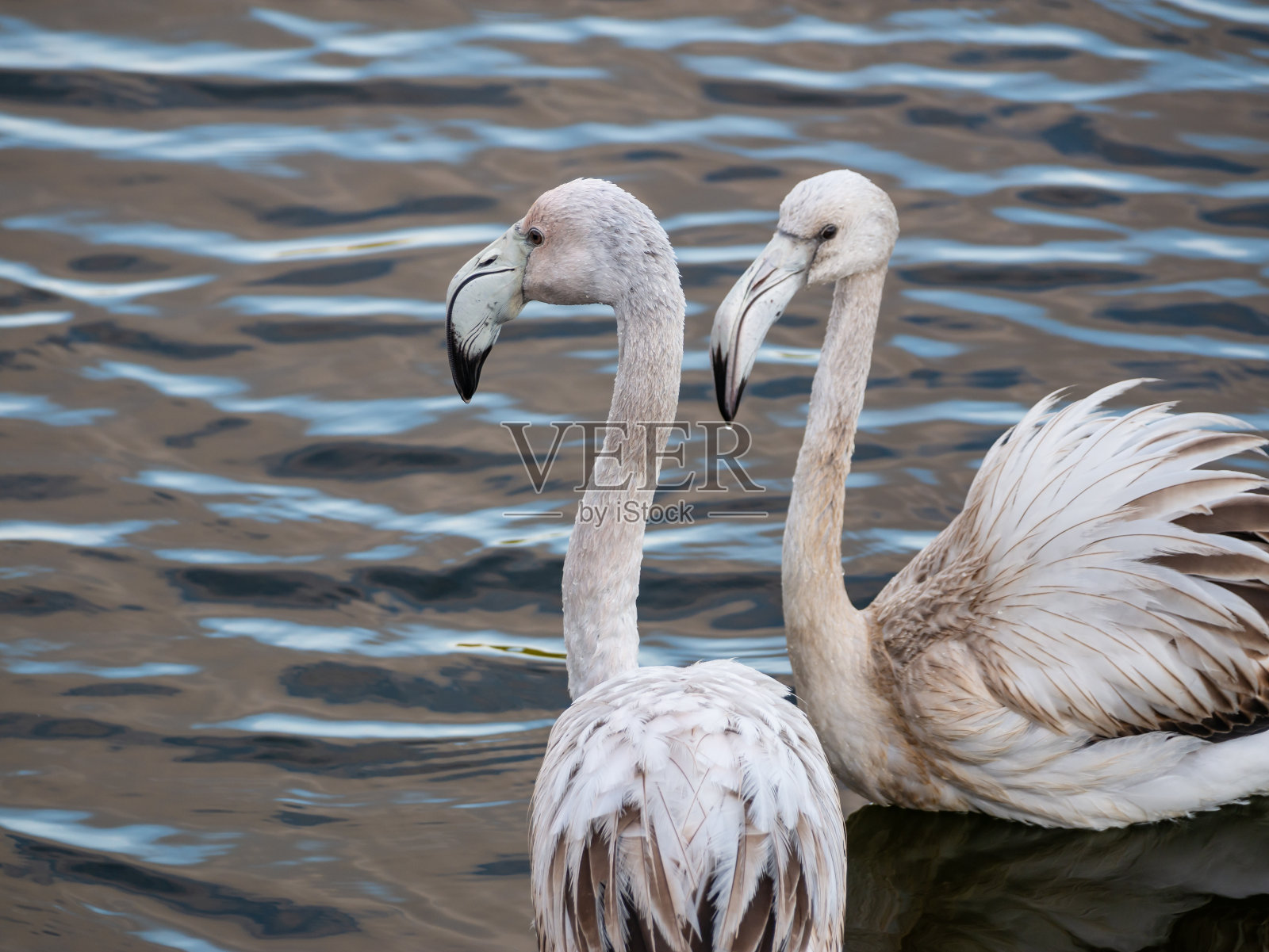 两只小火烈鸟一起站在水面上照片摄影图片