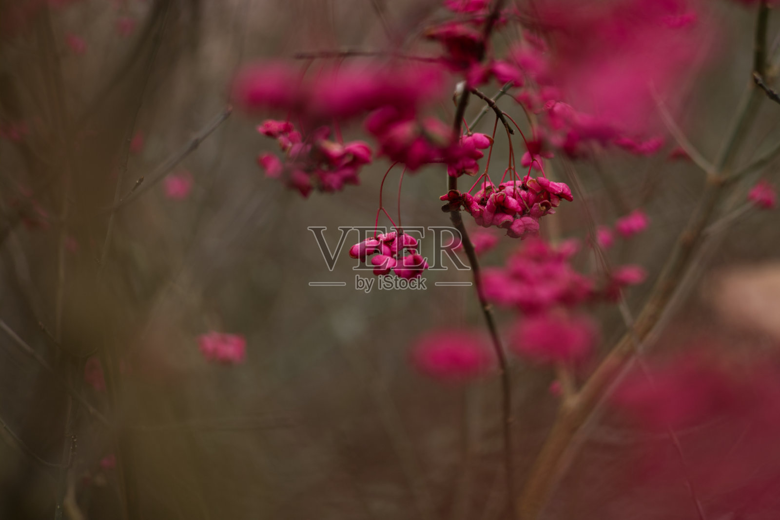 树上有粉红色的花照片摄影图片