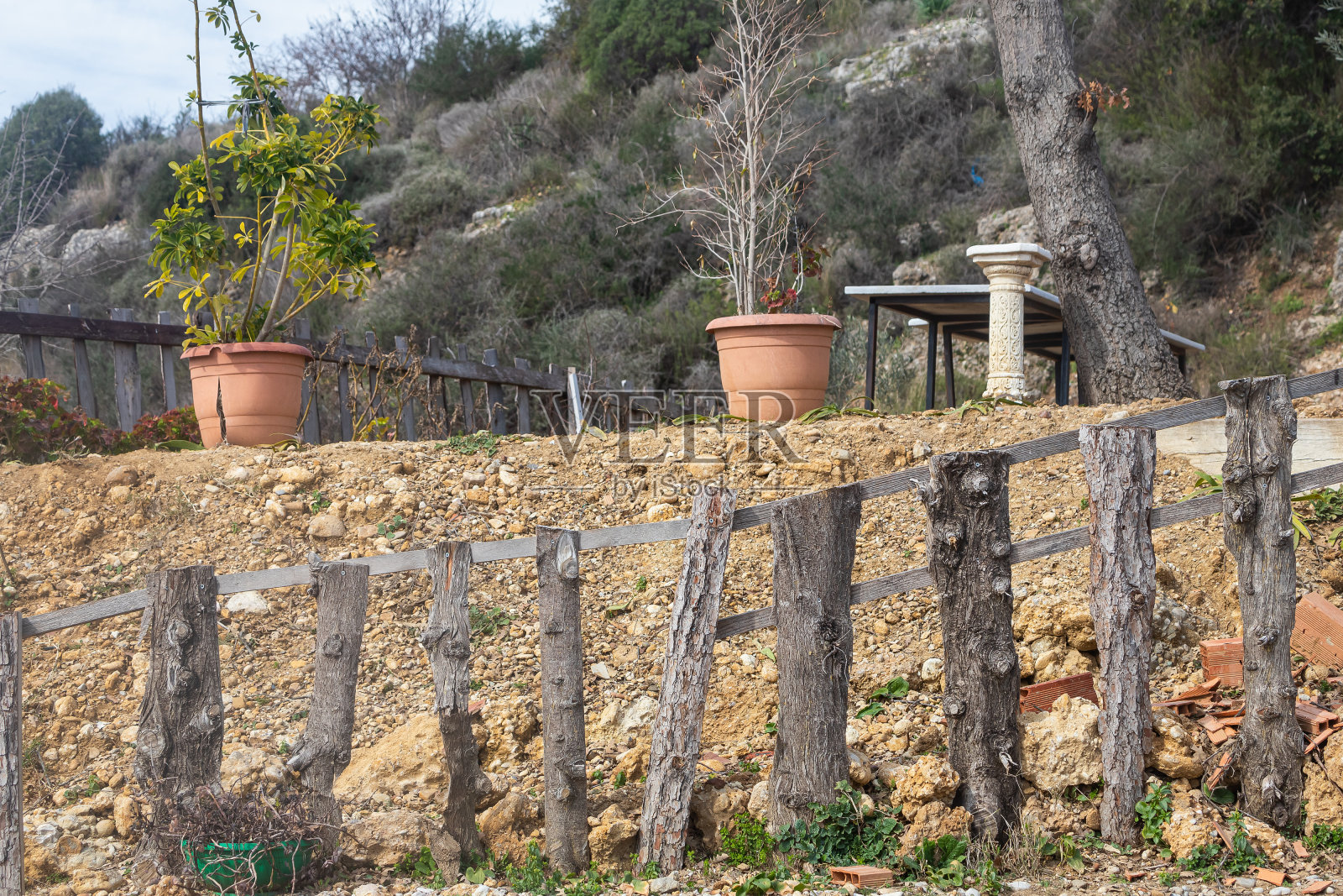 一排排不同的植物照片摄影图片