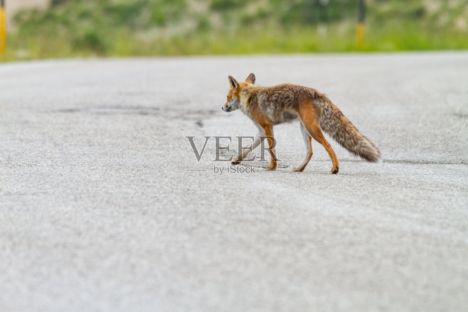 意大利山区的赤狐:欧洲野生动物照片摄影图片
