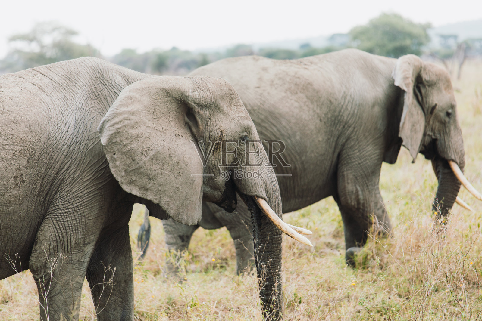 坦桑尼亚塞伦盖蒂国家公园，一群非洲象在夕阳下行走照片摄影图片