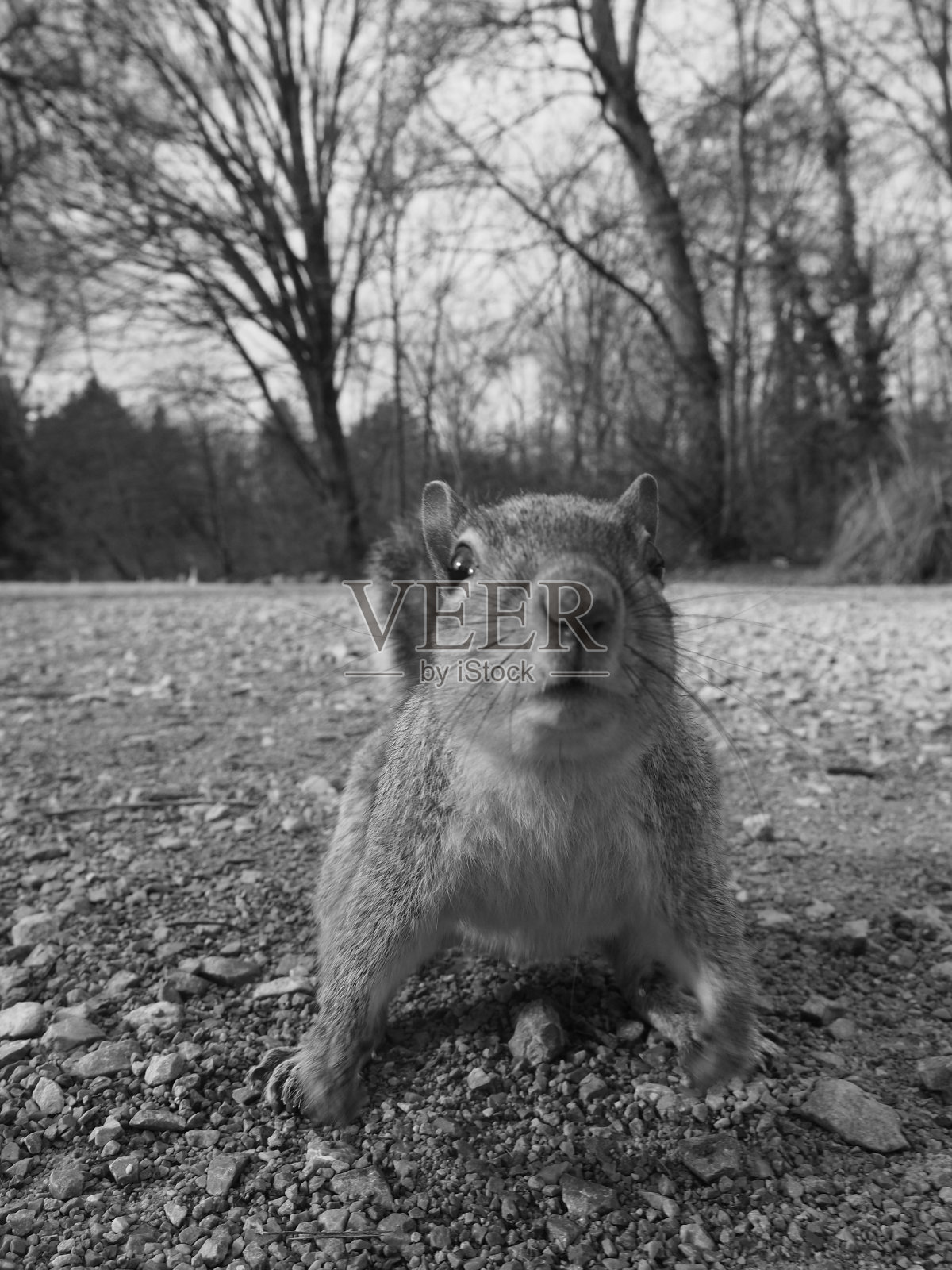 公园里的松鼠照片摄影图片