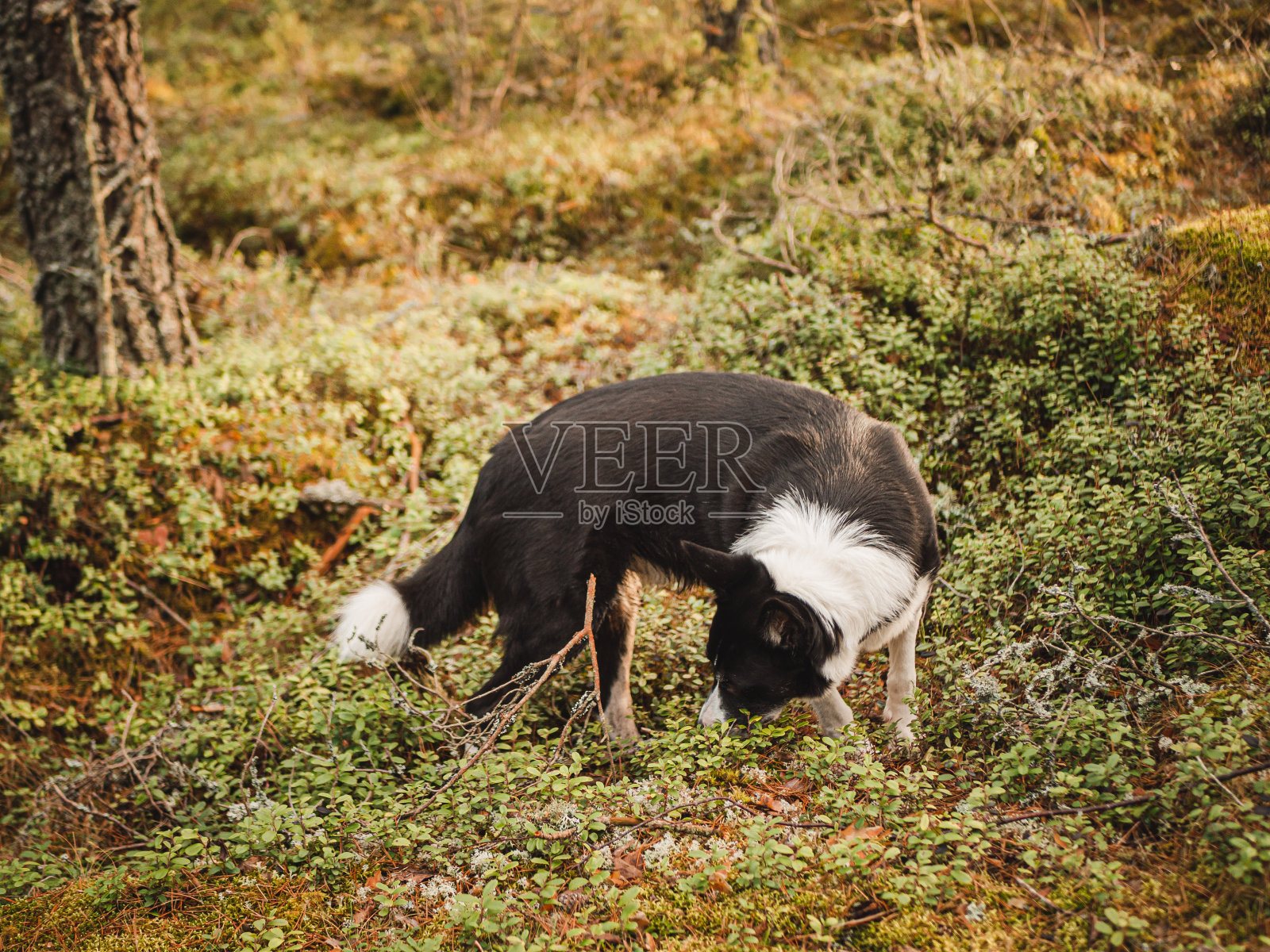 一只狗在森林里嗅着大自然照片摄影图片