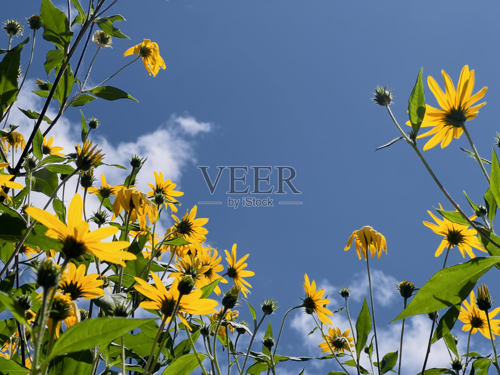 黄色开花菊芋照片摄影图片