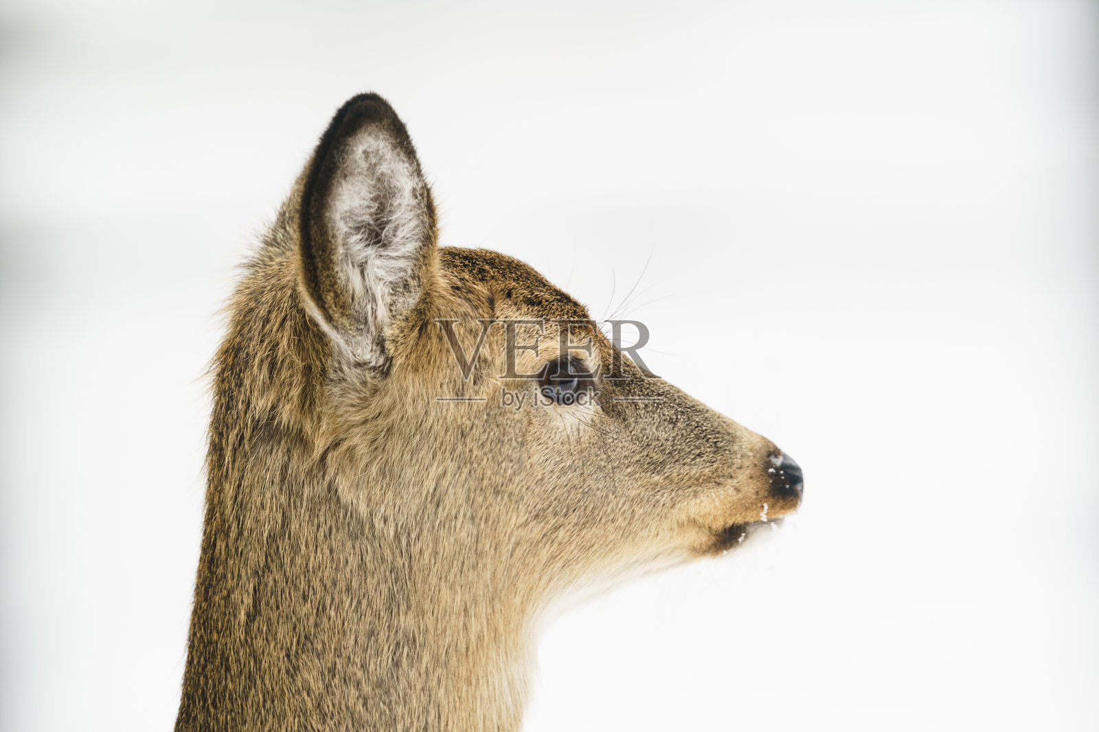 白尾鹿侧面肖像照片摄影图片