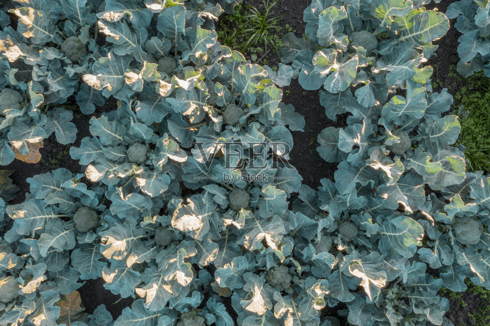 有机西兰花田的特写镜头，无人机拍摄。照片摄影图片