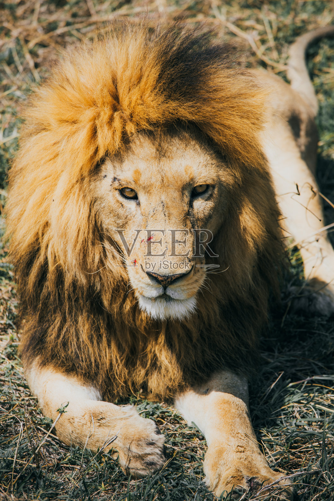 狮子在坦桑尼亚塞伦盖蒂国家公园的草地上放松的肖像照片摄影图片