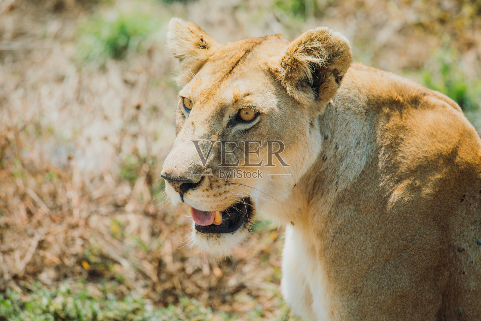 坦桑尼亚塞伦盖蒂国家公园的草地上，一只正在寻找猎物的母狮子照片摄影图片