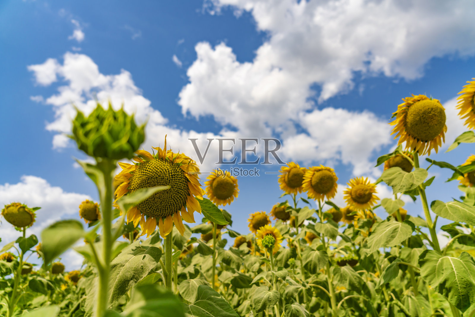 向日葵田照片摄影图片