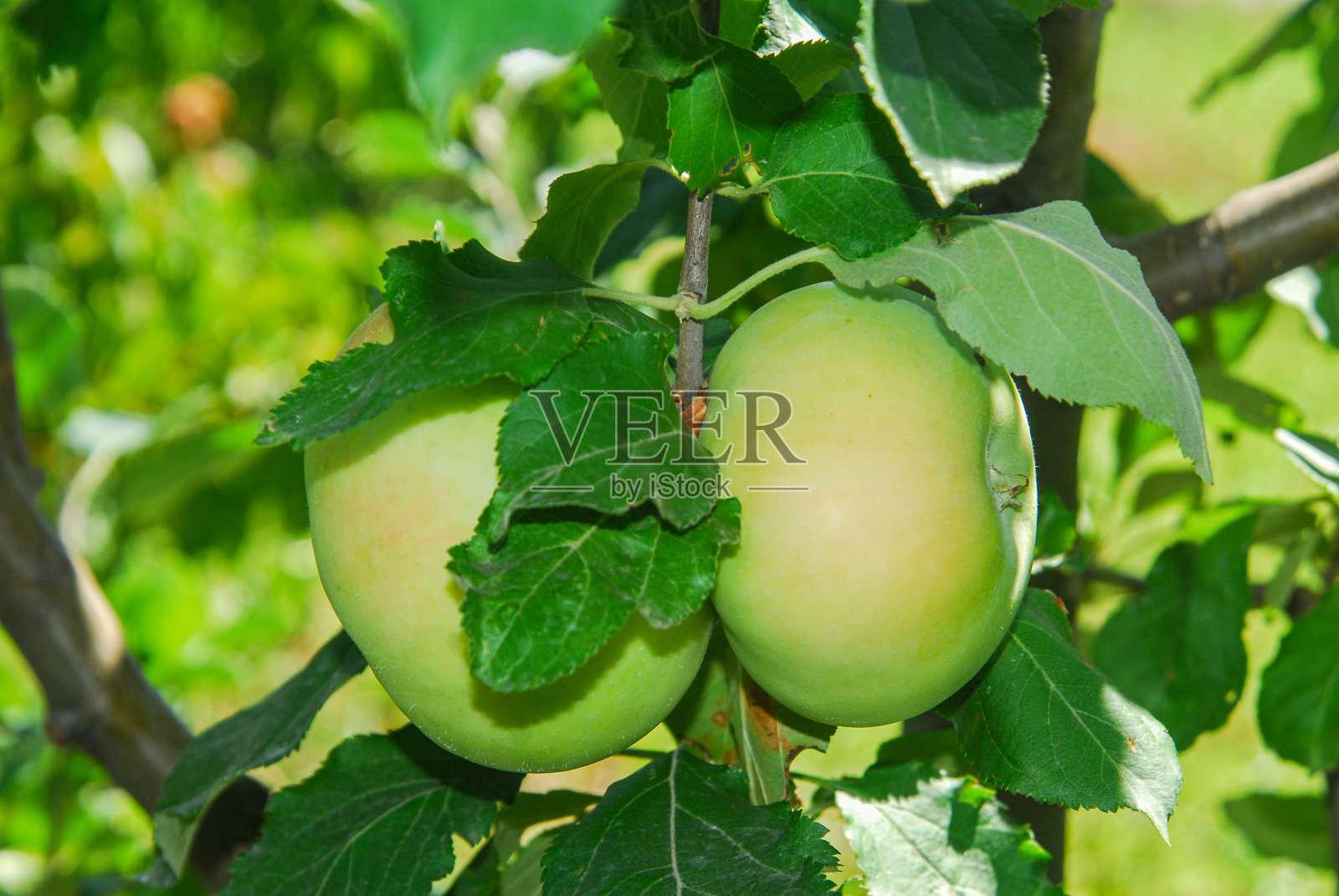 两个黄色的大苹果在树枝上照片摄影图片