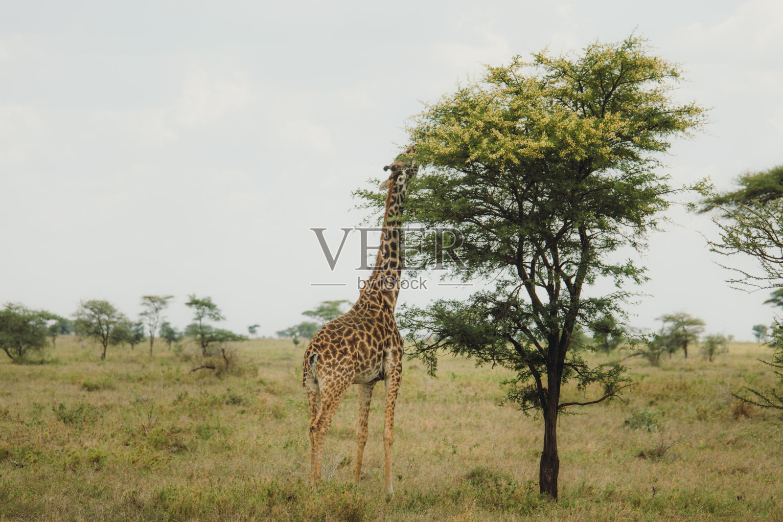 一只长颈鹿在坦桑尼亚的塞伦盖蒂国家公园用餐照片摄影图片