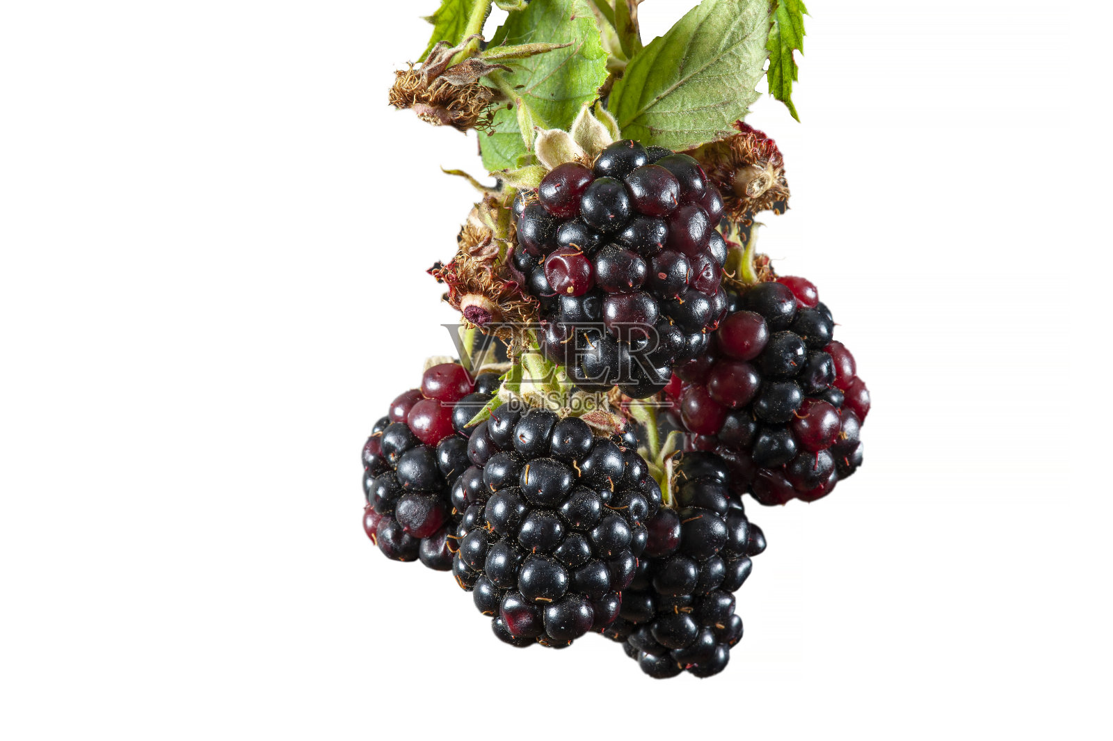 黑莓在白色的背景上照片摄影图片