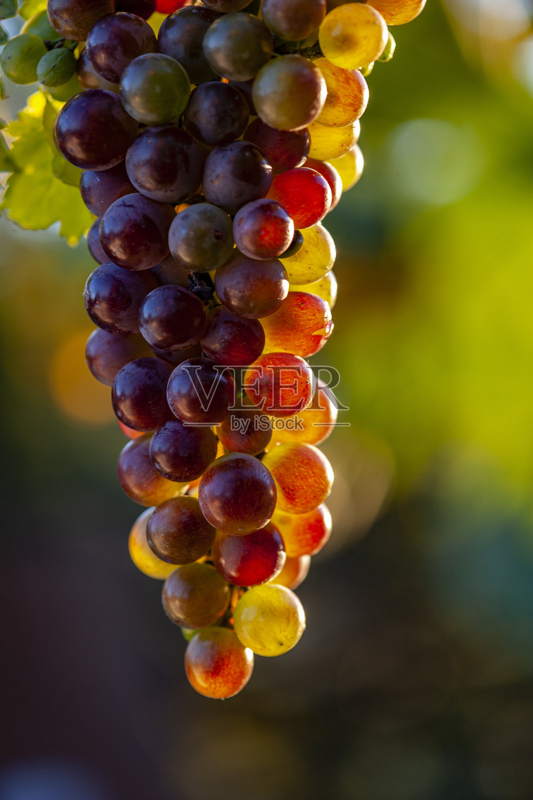 一串紫葡萄照片摄影图片