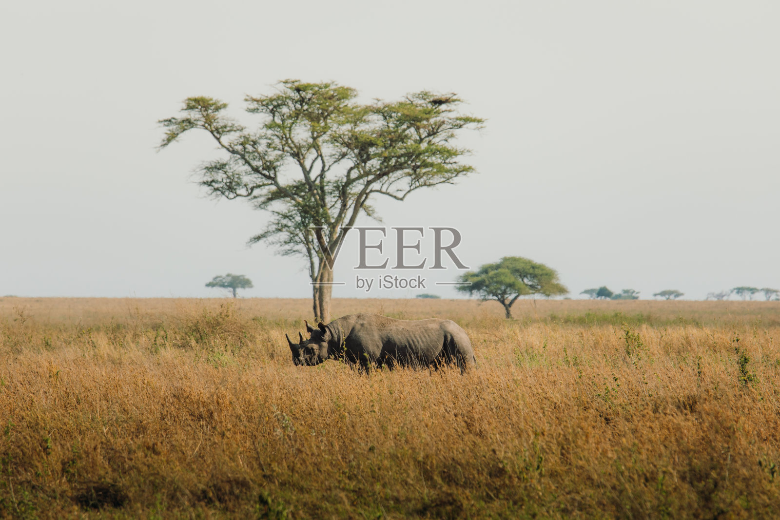 清晨，犀牛在坦桑尼亚塞伦盖蒂国家公园的树下散步照片摄影图片
