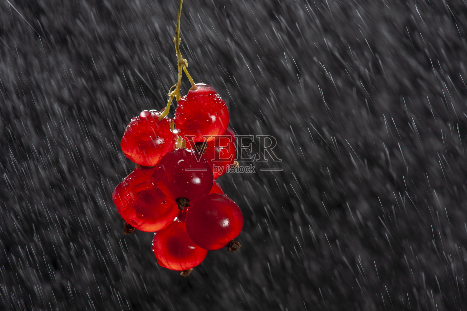 红醋栗对雨的影响枝照片摄影图片
