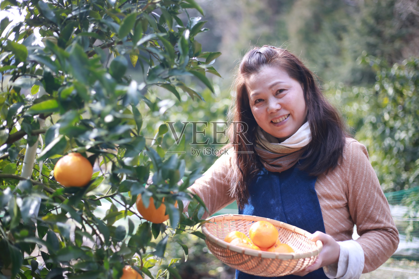 女收获橙子照片摄影图片