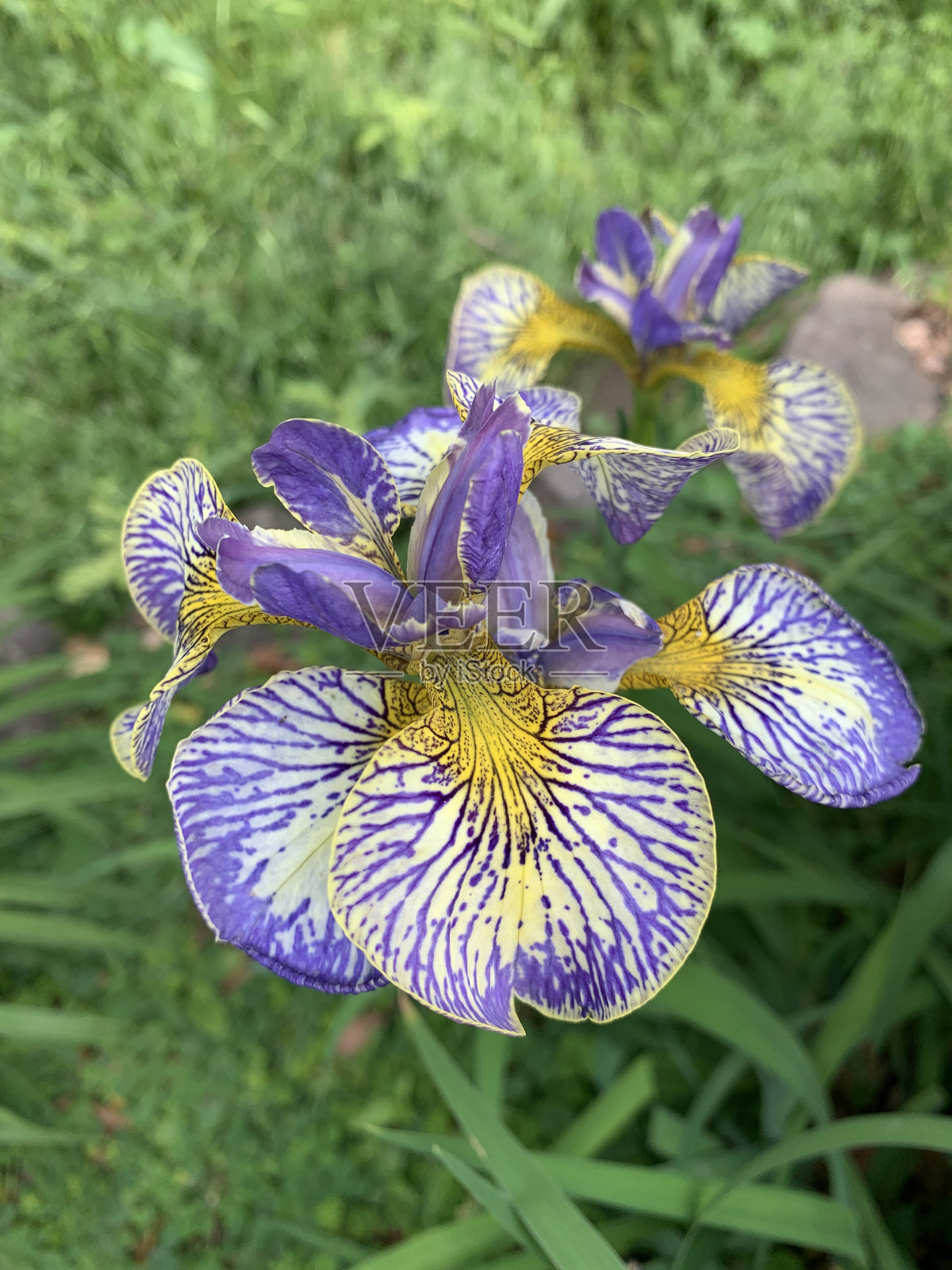 野花1照片摄影图片