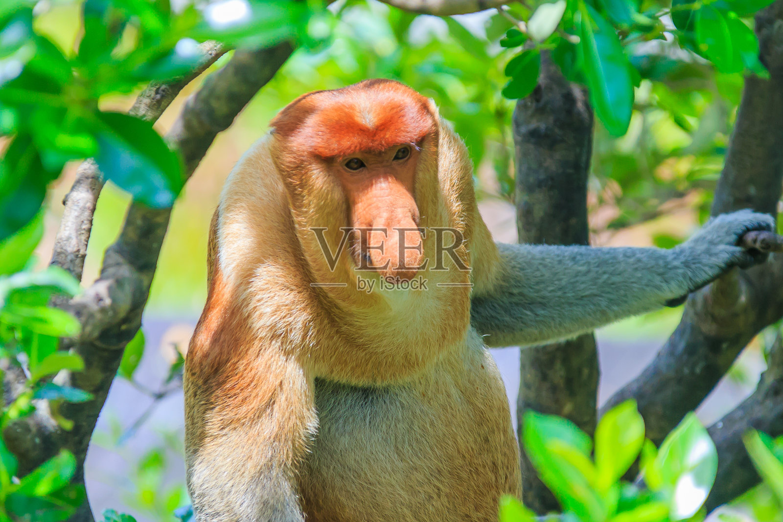 长鼻猴或鼻幼虫照片摄影图片
