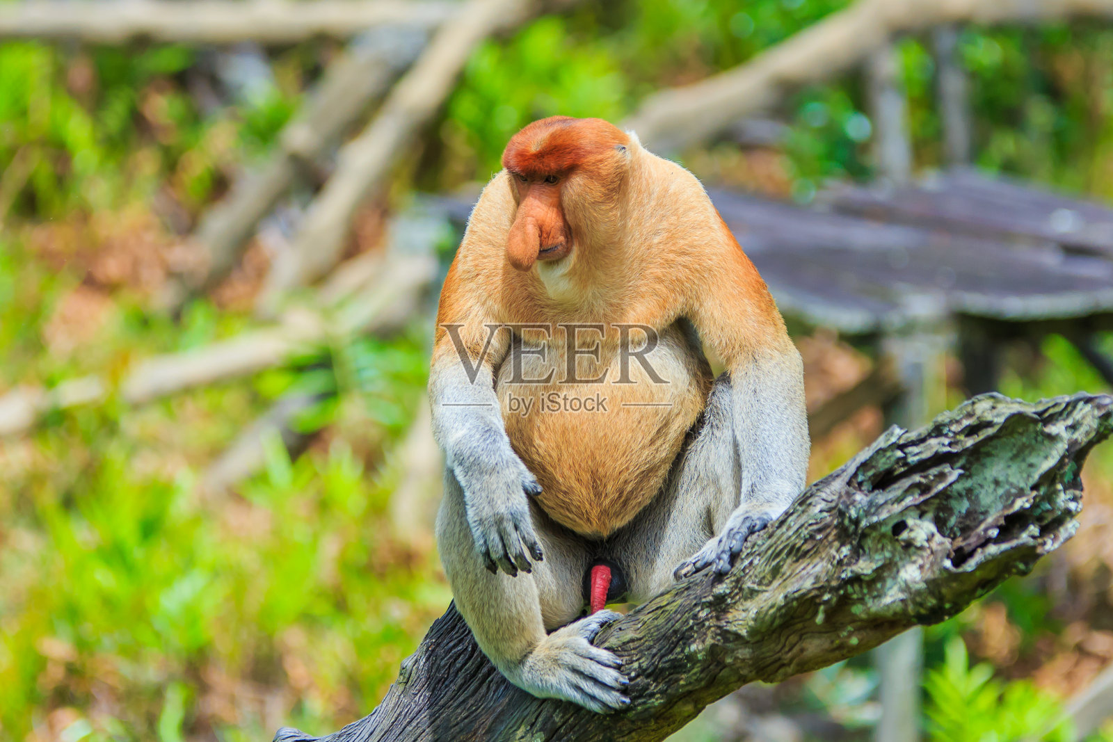 长鼻猴或鼻幼虫照片摄影图片