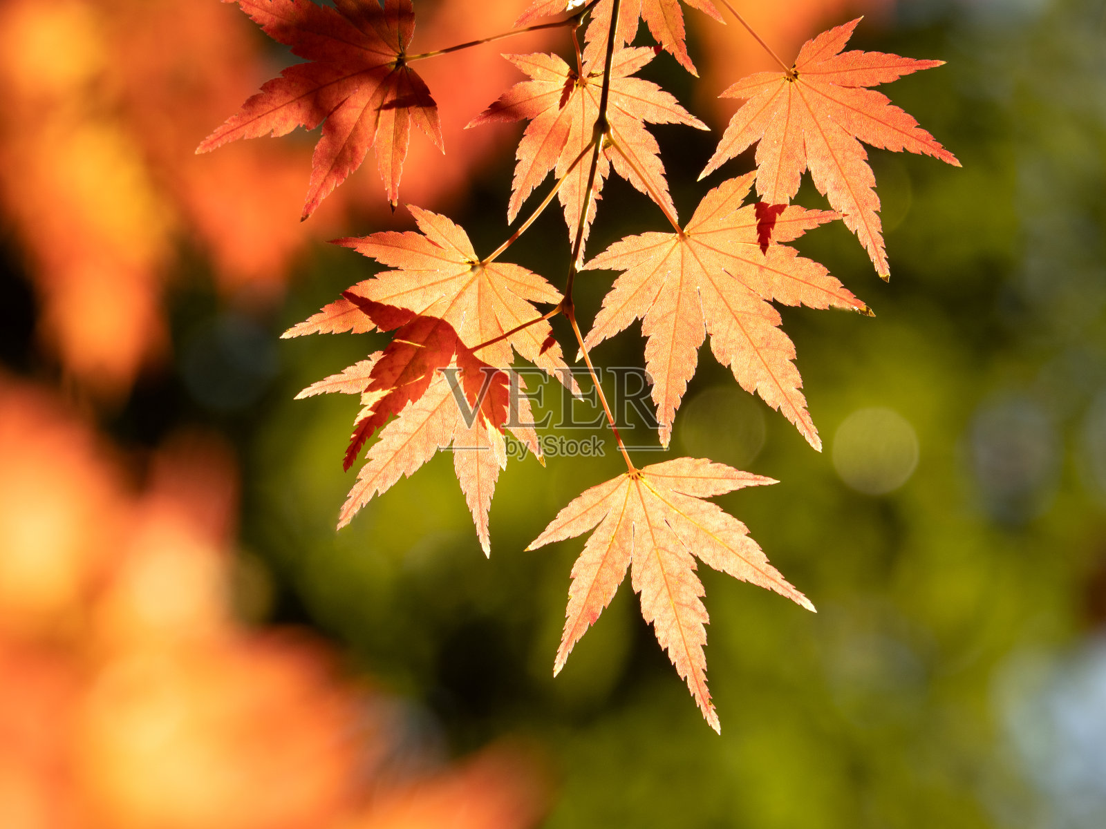 枫叶变红了照片摄影图片