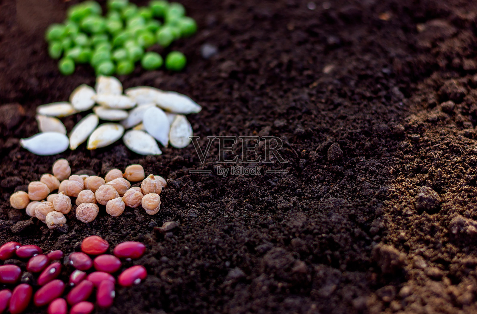 将蚕豆、豌豆、南瓜和鹰嘴豆的种子近距离放在土壤上，选择性集中照片摄影图片