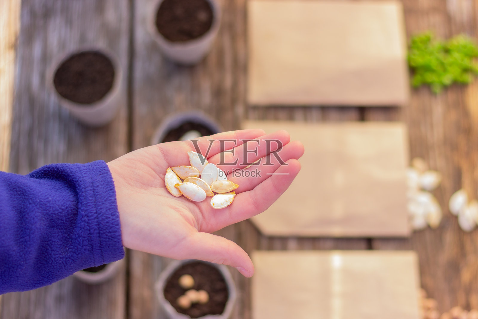 手拿南瓜籽和种植材料放在桌子上照片摄影图片