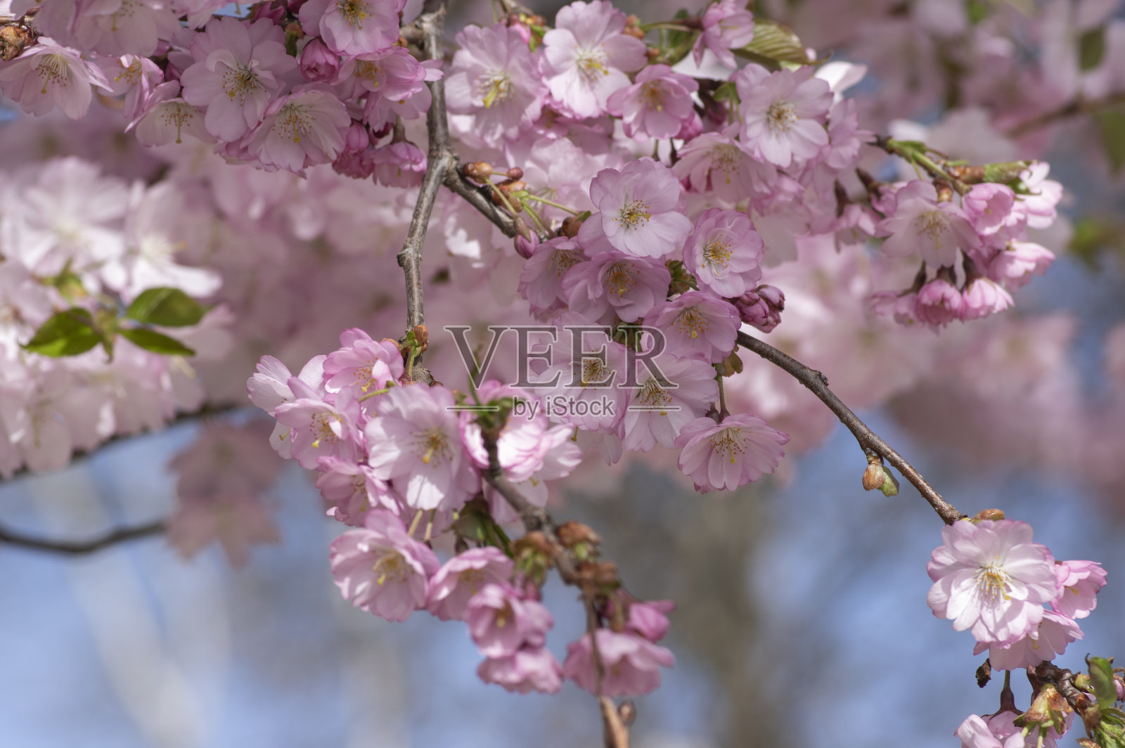 樱花樱树花枝，美丽的花瓣群在盛开和花蕾照片摄影图片