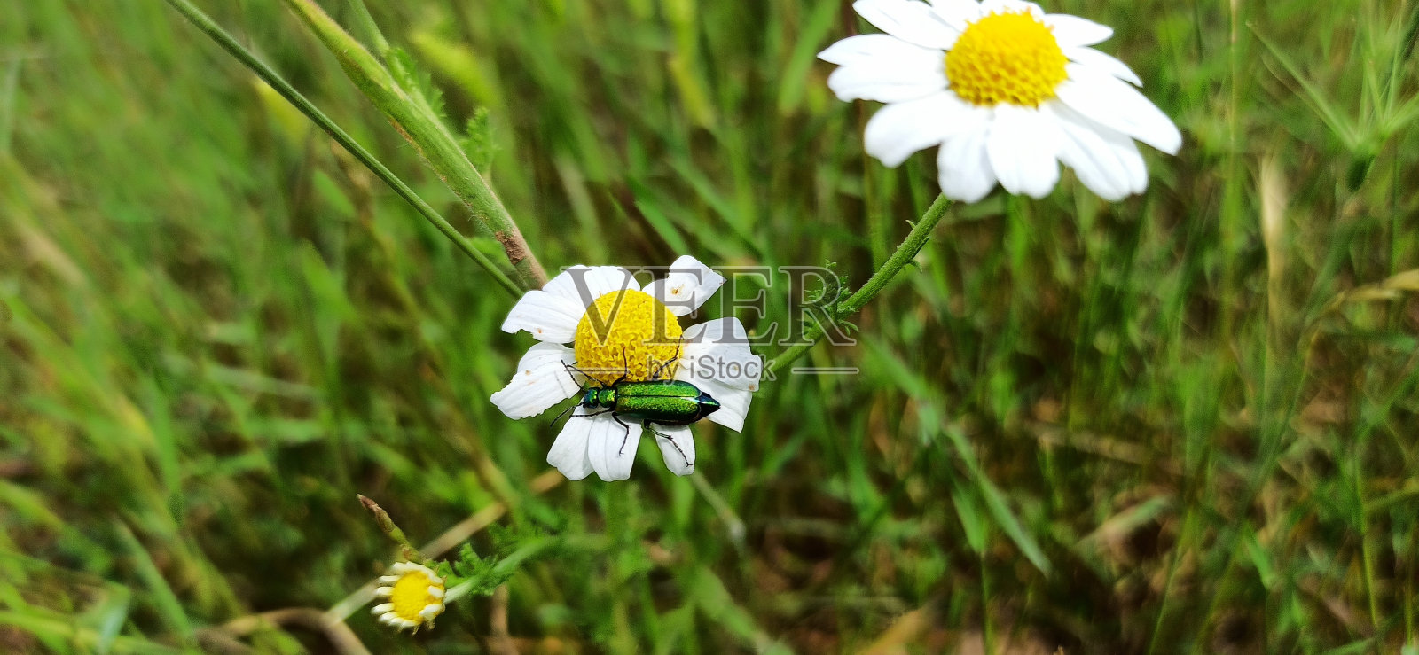 西班牙苍蝇（利塔维西卡托里亚）照片摄影图片