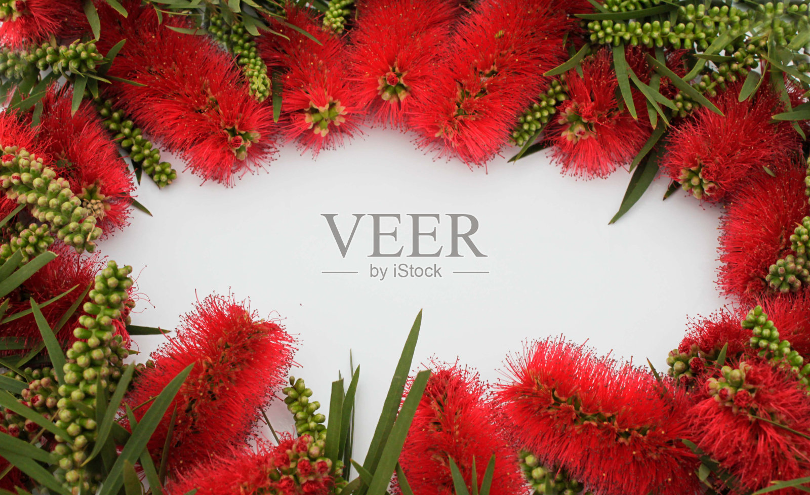 鲜艳的红花，绿叶和树枝照片摄影图片