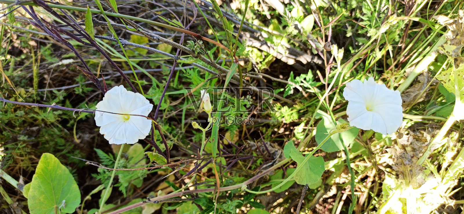 野旋花(旋花)照片摄影图片