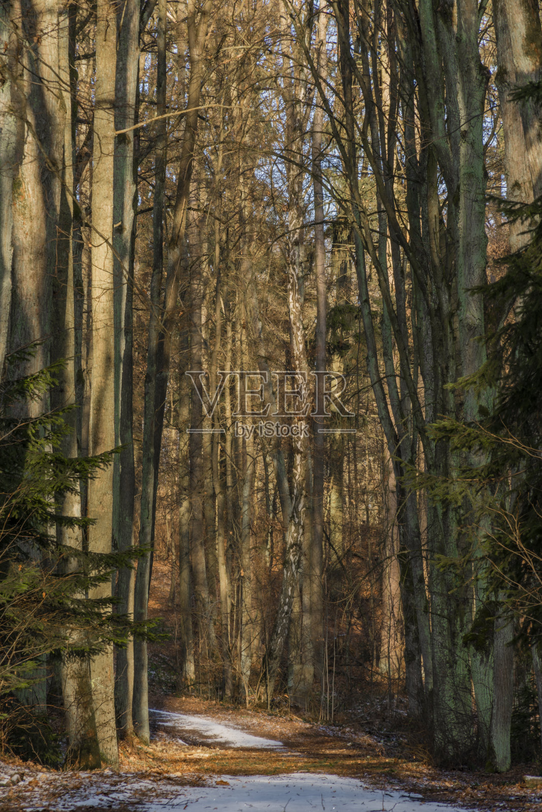 冬季森林中Javorice山附近的小路照片摄影图片