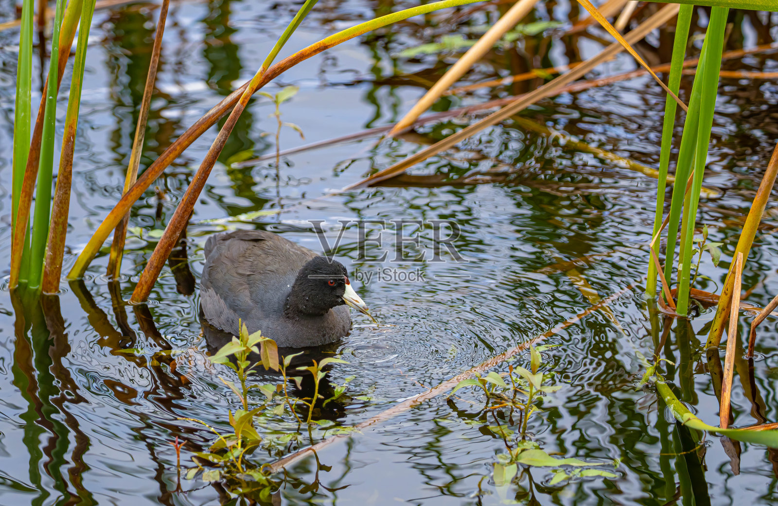芦苇池塘中的美洲白骨顶照片摄影图片