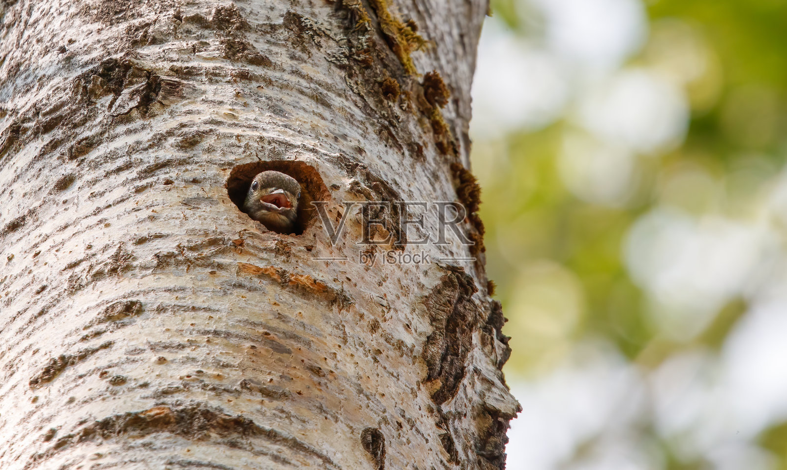 啄木鸟宝宝在洞巢里照片摄影图片