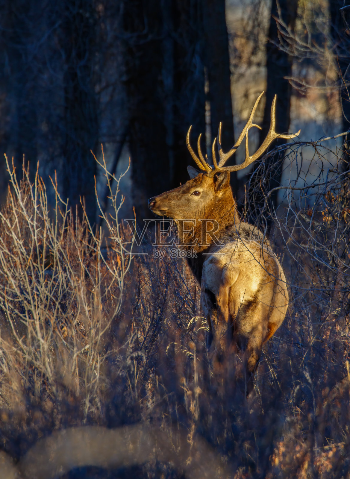 在森林里的麋鹿照片摄影图片