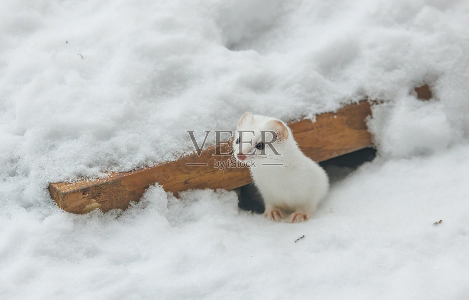 冬雪中的短尾黄鼠狼照片摄影图片