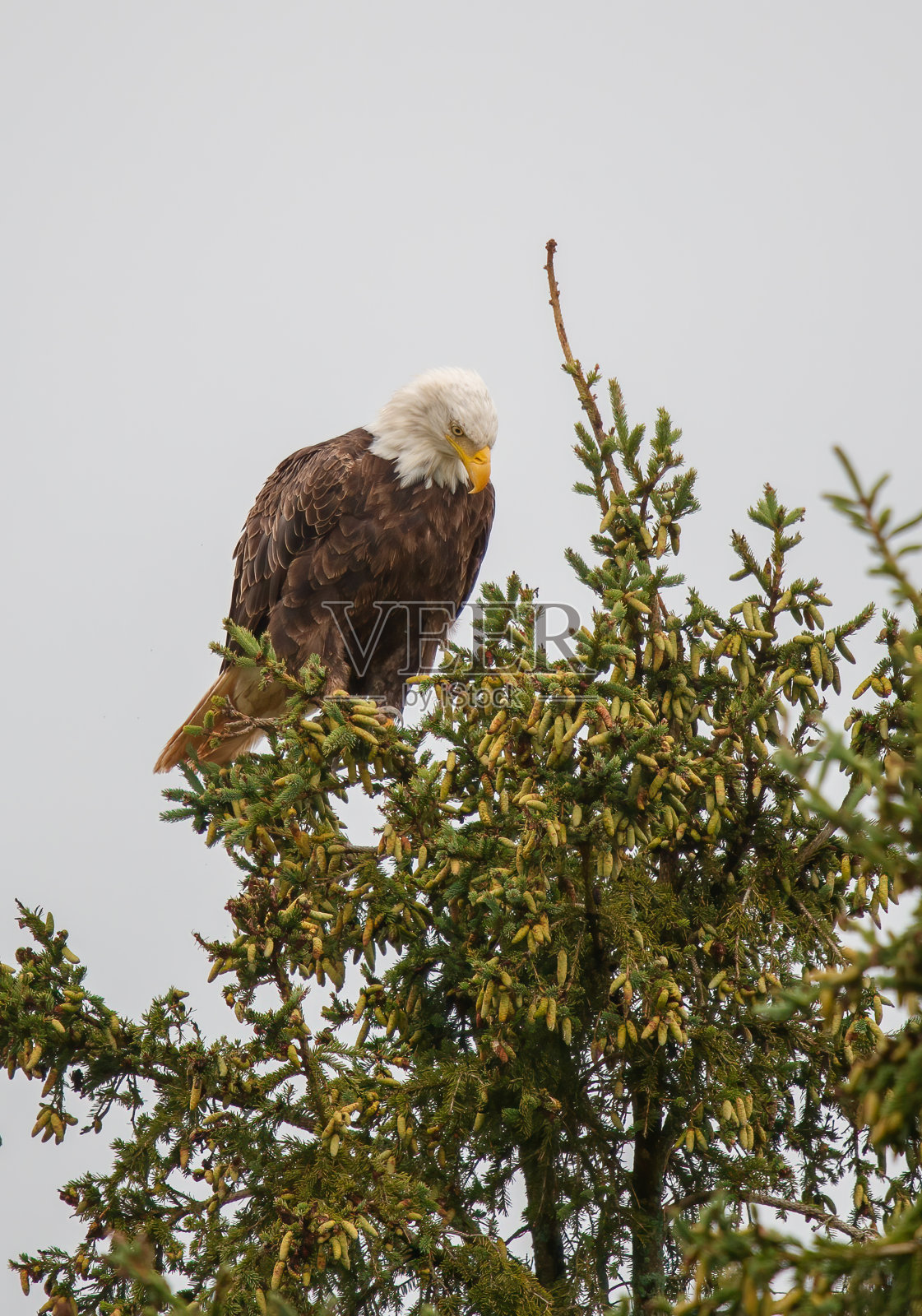 年轻的秃鹰栖息着。照片摄影图片