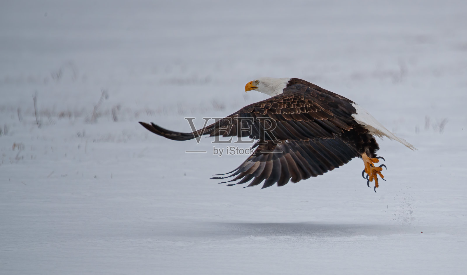 白头鹰在冬季的景观照片摄影图片